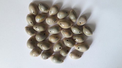 raja Cowries With One Hole, Size: Standard
