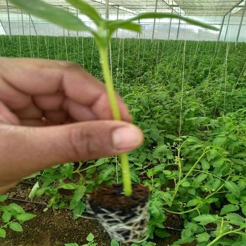 White Tomato Plant Supporting Thread, Pack Type: Plastic Bag