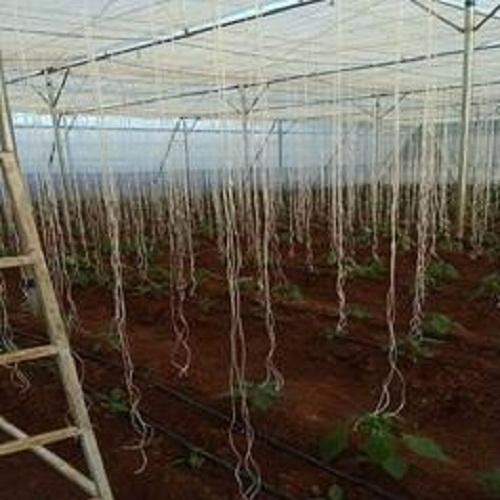 APEX Natural Trellising Twine, For Greenhouse And Shade Net House